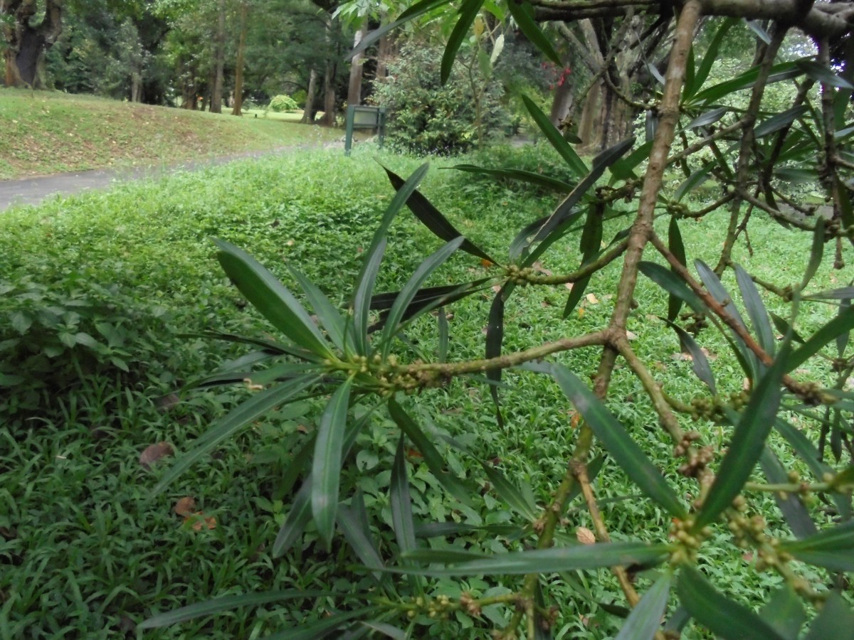 Podocarpus elatus R.Br. ex Endl.